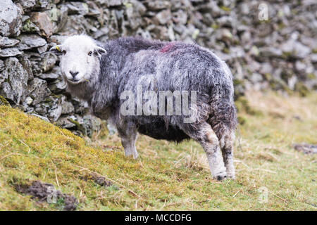 Ein Herdwick-schafe suchen Runde und lächelnd in die Kamera Stockfoto