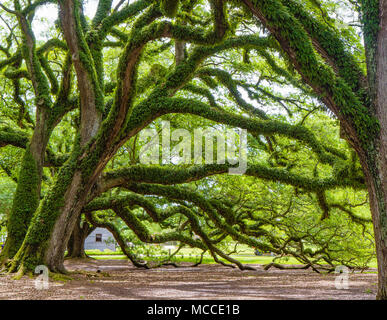 Südliche live Eichen auf Oak Alley Plantation, Vacherie, Louisiana, USA. Eichen sind massiv, knorrigen, mit Niederlassungen auf den Boden erreichen. Stockfoto