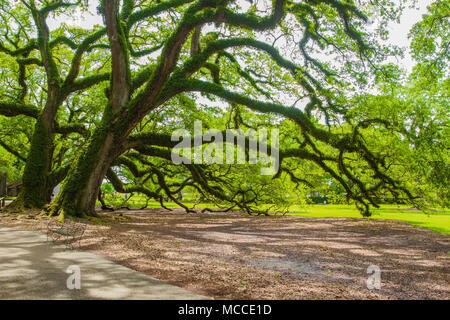 Südliche live Eichen auf Oak Alley Plantation, Vacherie, Louisiana, USA. Eichen sind massiv, knorrigen, mit Niederlassungen auf den Boden erreichen. Stockfoto