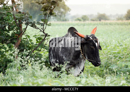 Eine heilige Umblachery Zebu Kuh in einem Feld in Maharashtra, Indien Stockfoto