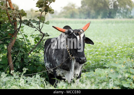 Eine heilige Umblachery Zebu Kuh in einem Feld in Maharashtra, Indien Stockfoto