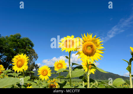 Nahaufnahme einer Blüte Sonnenblume (Heliantus) blütenköpfe vor blauem Himmel, in der Nähe von Cairns, Far North Queensland, FNQ, QLD, Australien Stockfoto