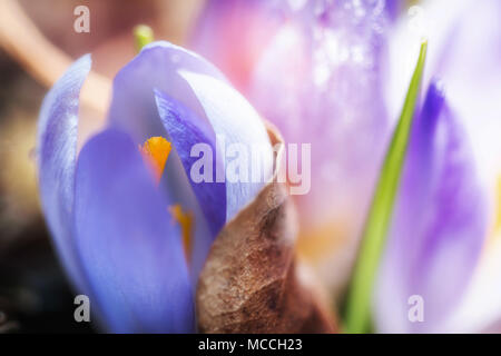 Violette Crocus vernus im Garten Makrofotografie Stockfoto