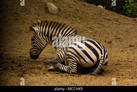 Zebra sitzen auf Boden Ansicht von der Seite Platz für Text Wild life Stockfoto