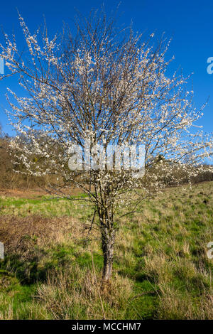 Schlehe (Prunus spinosa) auf ein Naturschutzgebiet in der HEREFORDSHIRE UK Landschaft. April 2018 Stockfoto