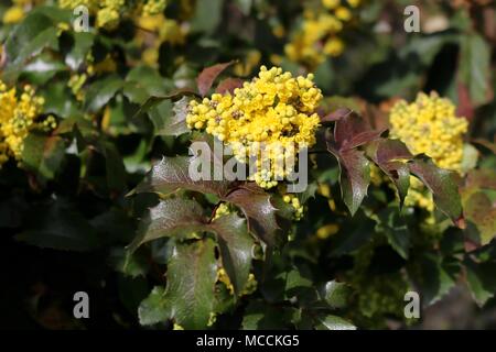 Mahonia aquifolium, gelbe Blüten im Frühling, Detail Stockfoto