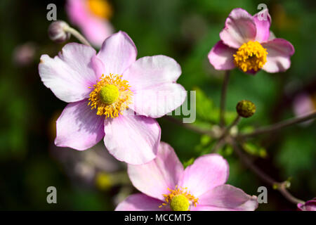 Drei rosafarbenen Japanische anemone Blumen in der Nachmittagssonne mit gelben Pollen gefüllt Zentrum umgeben von staubgefäßen Stockfoto