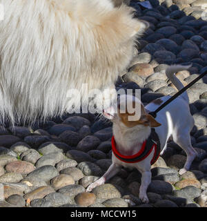 Chiwawa und Samojeden Hunde auf der Straße bellen an jedem anderen Stockfoto