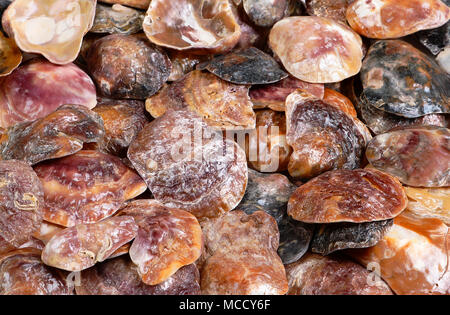 Nahaufnahme auf bunten Violett, Schwarz und Rosa Muscheln mit organischen Formen als Hintergrund Stockfoto