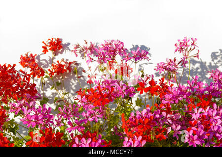 Bunte Blumen auf der weißen Wand mit Sonne Schatten. Flache Freiheitsgrad. Stockfoto