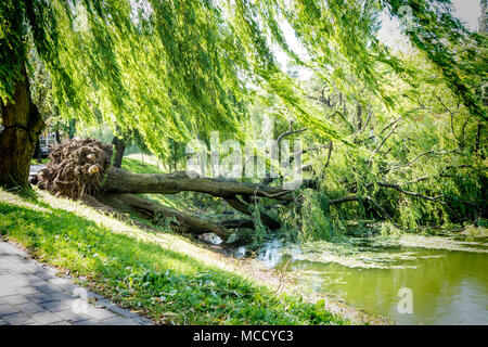 Entwurzelter Baum nach Sturm in den Fluss gefallen. Stockfoto