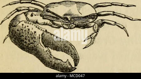 Skizzen der natürliche Verlauf von Ceylon: mit Erzählungen und Anekdoten zur Veranschaulichung der Gewohnheiten und Instinkte der Mammalia, Vögel, Reptilien, Fische, Insekten, &c. - Eine Monographie des Elefanten und die Beschreibung der Betriebsarten zur Erfassung und Schulung von it mit Gravuren von Originalzeichnungen Stockfoto