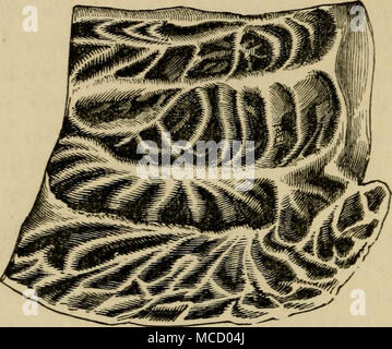 Skizzen der natürliche Verlauf von Ceylon: mit Erzählungen und Anekdoten zur Veranschaulichung der Gewohnheiten und Instinkte der Mammalia, Vögel, Reptilien, Fische, Insekten, &c. - Eine Monographie des Elefanten und die Beschreibung der Betriebsarten zur Erfassung und Schulung von it mit Gravuren von Originalzeichnungen Stockfoto