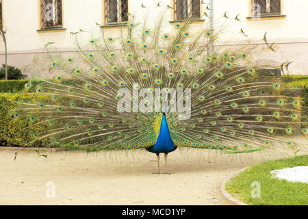 Schöne bunte Pfau mit vollständig geöffneten Schwanz Spaziergänge am Sand Lane im Garten im Frühling Tag. Stockfoto