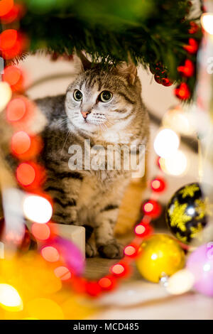 Grau junge Katze versteckt sich unter einem Baum in der Nähe eines Weihnachtsbaumes Stockfoto