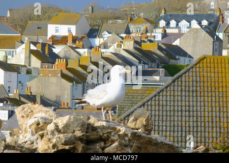 Chesil Beach, Dorset. 15. April 2018. Eine Möwe ruht auf einem Haufen von Portland Stein im Fortuneswell Credit: stuart Hartmut Ost/Alamy leben Nachrichten Stockfoto