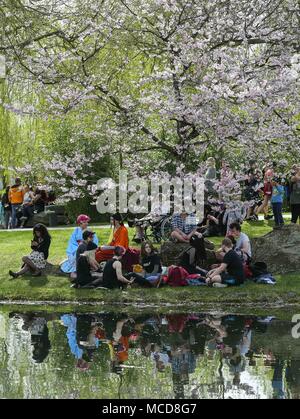 Berlin, Deutschland. 15 Apr, 2018. Besucher sitzen unter Kirschblüten während der Cherry Blossom Festival in die Gärten der Welt im östlichen Berlin, Deutschland, am 15. April 2018. Rund 25.000 Besucher werden erwartet im 12. Cherry Blossom Festival teilzunehmen. Credit: Shan Yuqi/Xinhua/Alamy leben Nachrichten Stockfoto