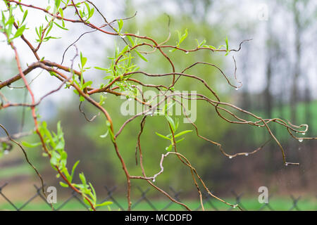 Głębowice, Polen. 16. April 2018. Frühling Regen. Nach ein paar sonnigen und warmen Frühlingstage, es regnet ab den Morgenstunden Credit: W124 Merc/Alamy leben Nachrichten Stockfoto