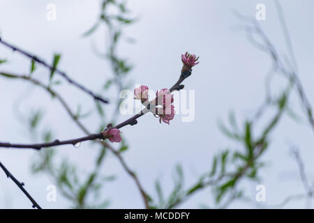 Głębowice, Polen. 16. April 2018. Frühling Regen. Nach ein paar sonnigen und warmen Frühlingstage, es regnet ab den Morgenstunden Credit: W124 Merc/Alamy leben Nachrichten Stockfoto