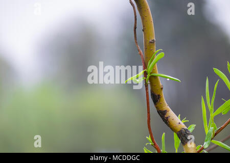 Głębowice, Polen. 16. April 2018. Frühling Regen. Nach ein paar sonnigen und warmen Frühlingstage, es regnet ab den Morgenstunden Credit: W124 Merc/Alamy leben Nachrichten Stockfoto