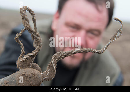 15 April 2018, Deutschland, Schaprode: bewundererarchäologen Rene Schoen Holding einen silbernen Torc bei Ausgrabungen der silbernen Artefakte bei Schaprode. Archäologen haben wertvolle entdeckt, überwiegend Skandinavischen Silberne Schätze aus dem späten 10. Jahrhundert, in ein Feld auf der deutschen Insel Rügen. Auf einer Fläche von rund 400 Quadratmeter in der Nähe der Gemeinde Schaprode, erholten sie sich Schmuck und rund 500 - 600 Münzen, von denen mehr als 100 Münzen stammen aus der Zeit der Herrschaft der Dänische König Harald "Bluetooth" (910-987). Foto: Stefan Sauer/dpa Stockfoto