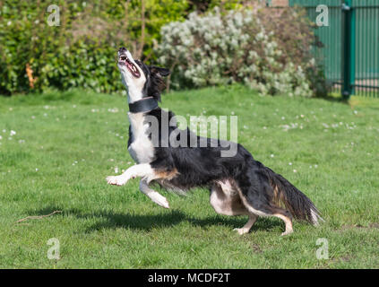 Ein männlicher Saluki und Border Collie Mischling Lurcher Hund laufen und spielen in einem Park in der Sonne an einem sonnigen Tag im Frühjahr in Großbritannien. Schwarze und weisse Hund Spaß auf Gras in einem Park. Stockfoto