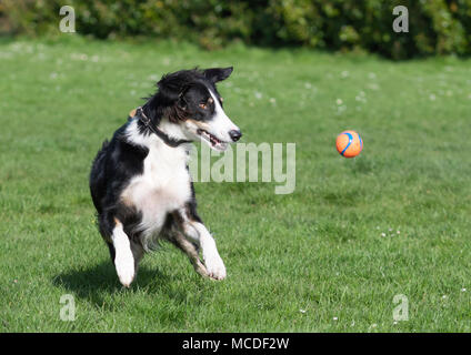 Ein männlicher Saluki und Border Collie Mischling Lurcher Hund laufen und spielen in einem Park in der Sonne an einem sonnigen Tag im Frühjahr in Großbritannien. Schwarze und weisse Hund Spaß auf Gras in einem Park. Stockfoto