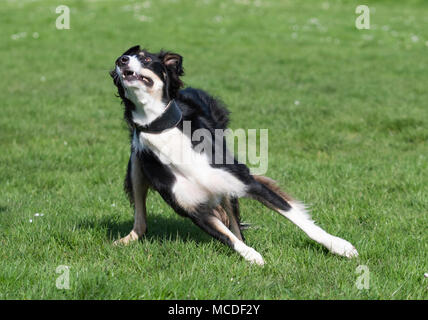 Ein männlicher Saluki und Border Collie Mischling Lurcher Hund laufen und spielen in einem Park in der Sonne an einem sonnigen Tag im Frühjahr in Großbritannien. Schwarze und weisse Hund Spaß auf Gras in einem Park. Stockfoto