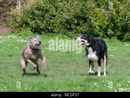 Ein paar Lurcher Hunde spielen in einem Park im Frühjahr in Großbritannien. Männliche und weibliche Paar glücklich Lurcher Hunde Spaß in einem Park. Stockfoto