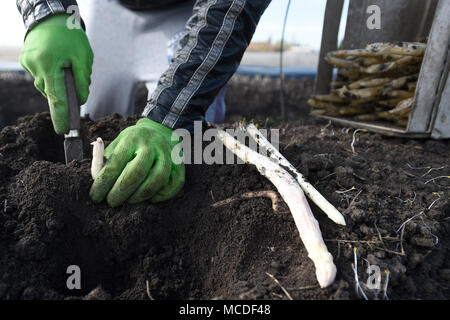 Chlumin, Tschechische Republik. 14 Apr, 2018. Einen saisonalen landwirtschaftlichen Arbeitnehmers ernten Spargel auf einem Feld von einer Farm in Chlumin, Tschechische Republik, 14. April 2018. Credit: Ondrej Deml/CTK Photo/Alamy leben Nachrichten