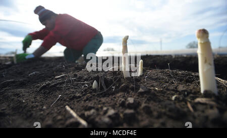 Chlumin, Tschechische Republik. 14 Apr, 2018. Einen saisonalen landwirtschaftlichen Arbeitnehmers ernten Spargel auf einem Feld von einer Farm in Chlumin, Tschechische Republik, 14. April 2018. Credit: Ondrej Deml/CTK Photo/Alamy leben Nachrichten