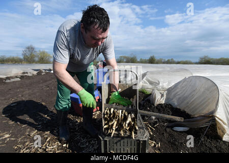 Chlumin, Tschechische Republik. 14 Apr, 2018. Einen saisonalen landwirtschaftlichen Arbeitnehmers ernten Spargel auf einem Feld von einer Farm in Chlumin, Tschechische Republik, 14. April 2018. Credit: Ondrej Deml/CTK Photo/Alamy leben Nachrichten Stockfoto