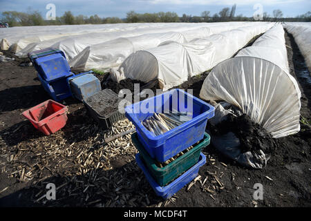 Chlumin, Tschechische Republik. 14 Apr, 2018. Saisonale landwirtschaftliche Arbeitnehmer aussortieren Spargel auf einem Feld von einer Farm in Chlumin, Tschechische Republik, 14. April 2018. Credit: Ondrej Deml/CTK Photo/Alamy leben Nachrichten Stockfoto