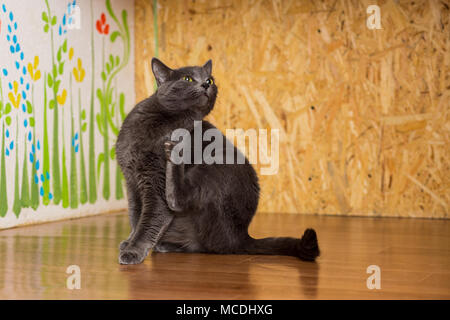 Katze smoky Farbe mit grünen Augen sitzen auf dem Boden und juckt Stockfoto