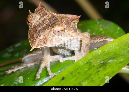 Die extrem seltene und gefährdete Ecuador gehörnten Treefrog (Hemiphractus bubalus). Rastplätze in der Nacht in seinem natürlichen Lebensraum Regenwald Unterwuchs, Stockfoto