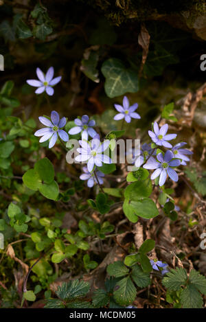 Hepatica nobilis Stockfoto