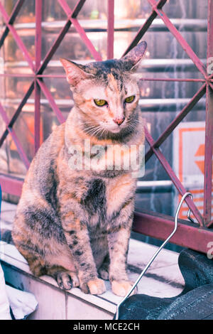 Street cat Isolieren auf Hintergrund, Vorderansicht von oben, technische Kosten. Stockfoto