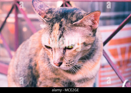 Street cat Isolieren auf Hintergrund, Vorderansicht von oben, technische Kosten. Stockfoto