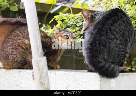 Street cat Isolieren auf Hintergrund, Vorderansicht von oben, technische Kosten. Stockfoto