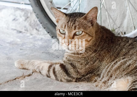 Street cat Isolieren auf Hintergrund, Vorderansicht von oben, technische Kosten. Stockfoto