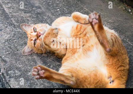 Street cat Isolieren auf Hintergrund, Vorderansicht von oben, technische Kosten. Stockfoto