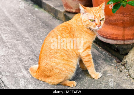 Street cat Isolieren auf Hintergrund, Vorderansicht von oben, technische Kosten. Stockfoto