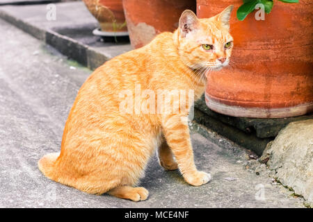 Street cat Isolieren auf Hintergrund, Vorderansicht von oben, technische Kosten. Stockfoto