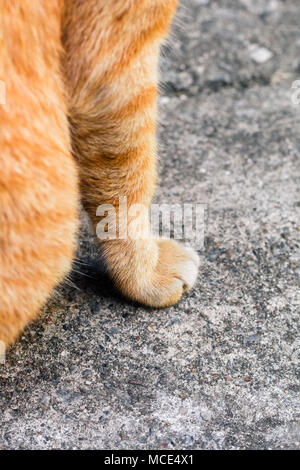 Street cat Isolieren auf Hintergrund, Vorderansicht von oben, technische Kosten. Stockfoto