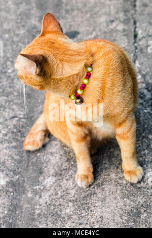 Street cat Isolieren auf Hintergrund, Vorderansicht von oben, technische Kosten. Stockfoto