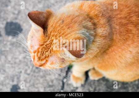 Street cat Isolieren auf Hintergrund, Vorderansicht von oben, technische Kosten. Stockfoto