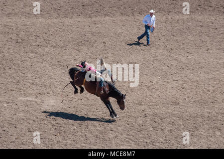 Ein Cowboy konkurriert in den Sattel bronc Ereignis während der Rodeo bei der Calgary Stampede, Calgary, Alberta. Das Calgary Stampede ist ein jährliches Rodeo, exhib Stockfoto