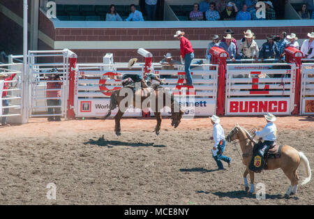 Ein Cowboy konkurriert in den Sattel bronc Ereignis während der Rodeo bei der Calgary Stampede, Calgary, Alberta. Das Calgary Stampede ist ein jährliches Rodeo, exhib Stockfoto