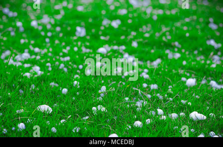 Flocken und Kugeln aus Eiskristallen auf grünem Gras durch den Hagel erscheinenden malerischen in eine flache Tiefenschärfe Landschaft Bild Stockfoto