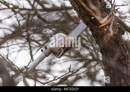 Pol sah, Baumschnitt, Kettensäge schneiden Baum im Frühling Stockfoto